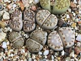 Lithops julii ssp. fulleri C024  (2)